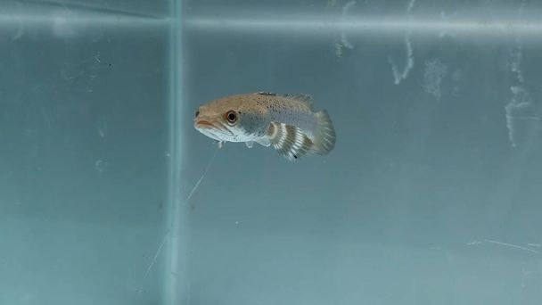 Близько до channa Blue pulchra риби в прісній воді в чистому акваріумі протягом дня, Snake Head Fish Predator - Фото, зображення
