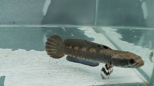 Close up of channa Blue pulchra fish in the fresh water in a clear aquarium during the day, Snake Head Fish Predator - Photo, Image