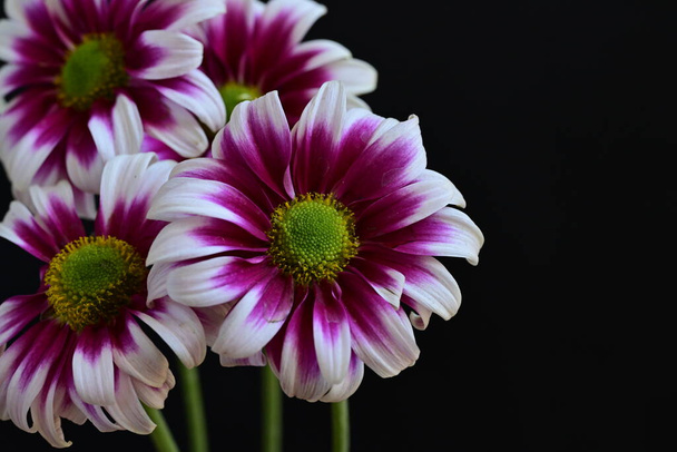 όμορφα λουλούδια ροζ σε σκούρο φόντο - Φωτογραφία, εικόνα