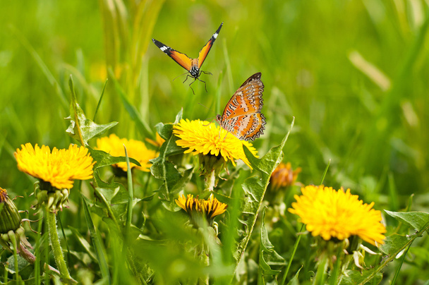 Λιβάδι του κίτρινο πικραλίδες και πεταλούδες - Φωτογραφία, εικόνα