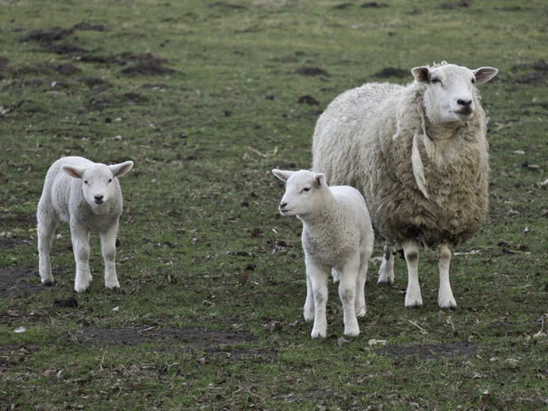 Sheeps - Photo, Image