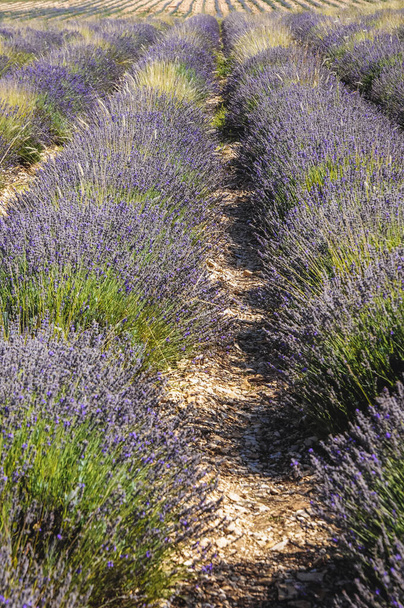 véritable champ de lavande en Provence-Alpes-Côte d'Azur en France
 - Photo, image