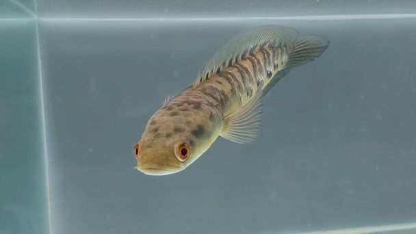 Чанна Мару Жовтий Стентум, науково відомий як Чанна Маруліоїд, є прісноводним видом риб, що походить з води в Калімантані, Індонезія. - Фото, зображення