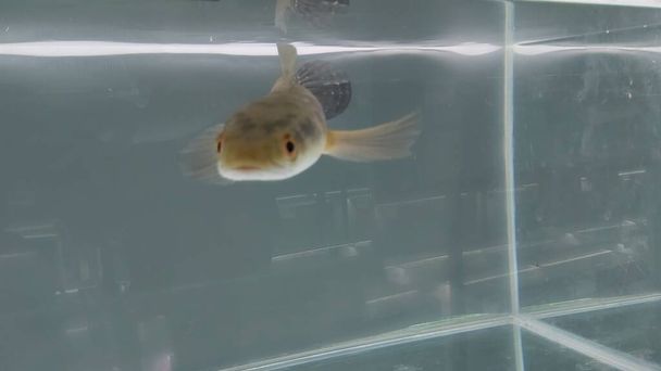 Channa Maru Yellow Sentarum, scientifically known as Channa marulioides, is a freshwater fish species that originates from waters in Kalimantan, Indonesia. - Photo, Image