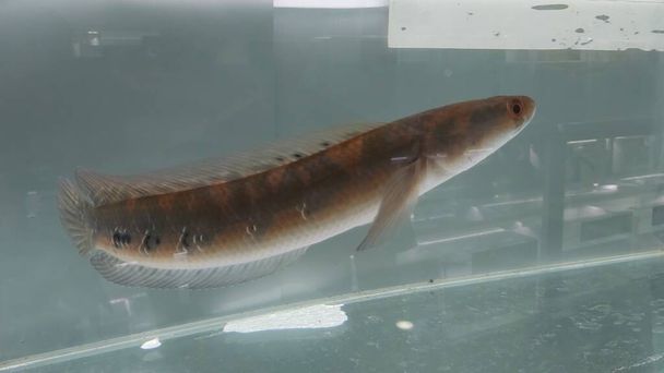 Channa Maru Yellow Sentarum, científicamente conocida como Channa marulioides, es una especie de pez de agua dulce que se origina en aguas de Kalimantan, Indonesia.. - Foto, imagen