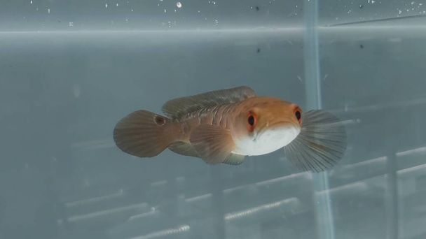 Чанна Мару Жовтий Стентум, науково відомий як Чанна Маруліоїд, є прісноводним видом риб, що походить з води в Калімантані, Індонезія. - Фото, зображення