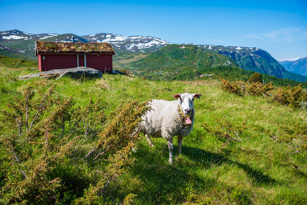 Cordilheira de Ekrehytta vista de Turtagro, Noruega, no Parque Nacional Jotunheimen, com céu limpo durante um dia de verão. Um bode pastoreia na grama perto de um cabiin vermelho.  - Foto, Imagem