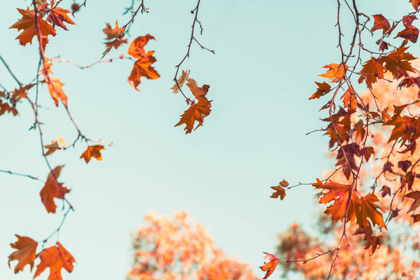 Vergilbte Blätter der Platane vor blauem, sonnigen Herbsthimmel - Foto, Bild