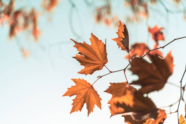 Помаранчеве листя плоскої деревини перед блакитним сонячним небом восени - Фото, зображення
