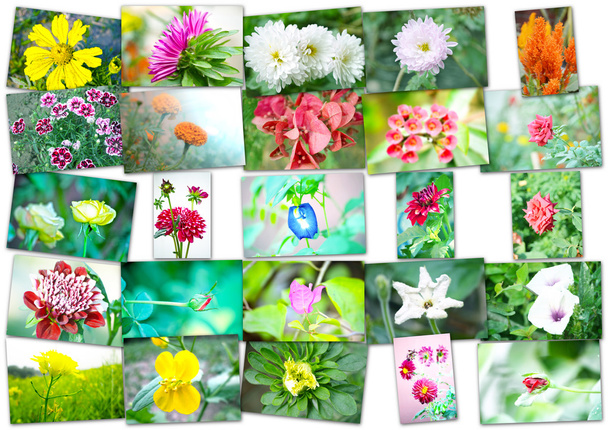 Collage of flowers - Photo, Image