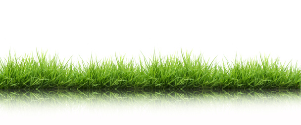 świeże wiosenne zielone trawy na białym tle - Zdjęcie, obraz