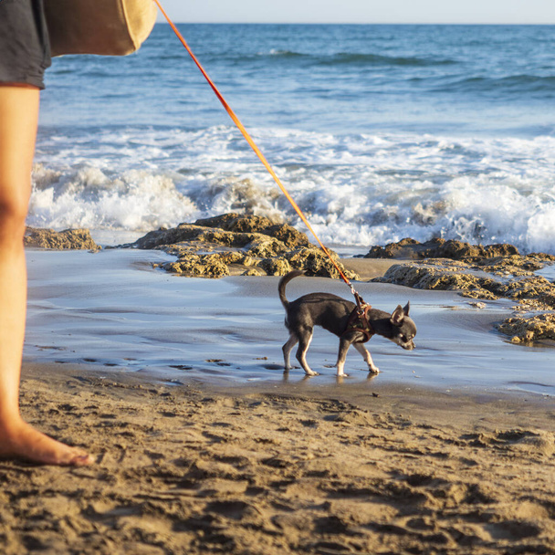 飼い主と一緒に海にいる犬. 高品質の写真 - 写真・画像