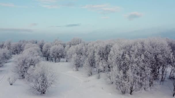 bella vista aerea della foresta invernale innevata in Estonia - 4k filmati - Filmati, video