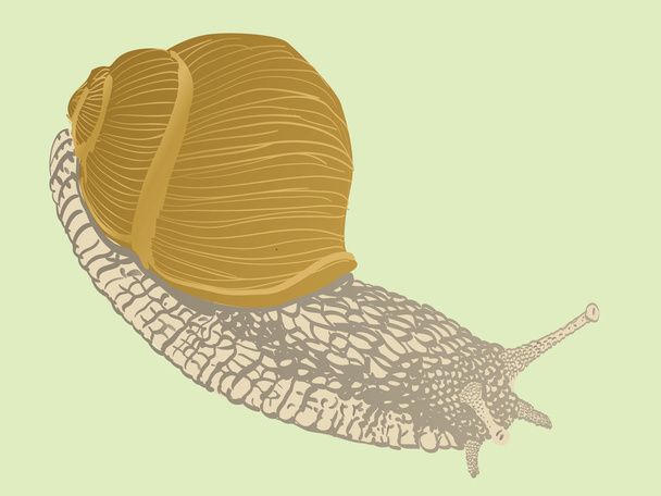 Isolated snail - Vektor, obrázek