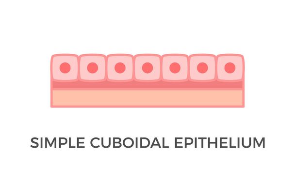 Egyszerű cuboidal epithelium. Hámszövet típusok. Egy réteg kockaszerű sejt, amely védelmet nyújt, és a helytől függően aktív vagy passzív lehet. Orvosi illusztráció. Vektor. - Vektor, kép