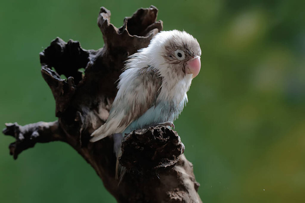 Un tortolito posado sobre un tronco de árbol envejecido. Esta ave que se utiliza como símbolo del amor verdadero tiene el nombre científico Agapornis fischeri. - Foto, imagen
