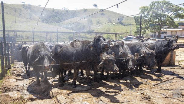 Krowy bawole w zagrodzie, aby rozpocząć dojenie do produkcji sera we wnętrzu stanu Minas Gerais w Brazylii. Weź prysznic z wodą, aby oczyścić - Zdjęcie, obraz