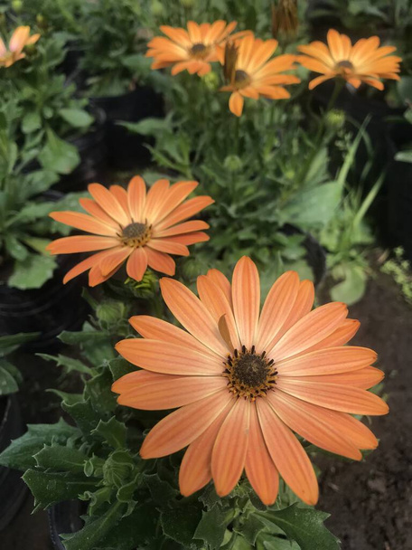 Showy orange flowers in the nursery. Dimorphotheca sinuata - Photo, Image