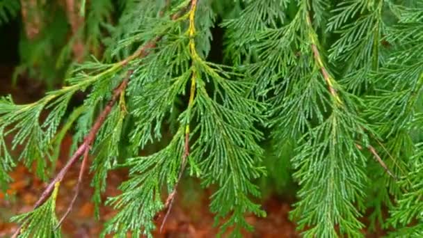 Young green branches of juniper or thuja in the park - Footage, Video