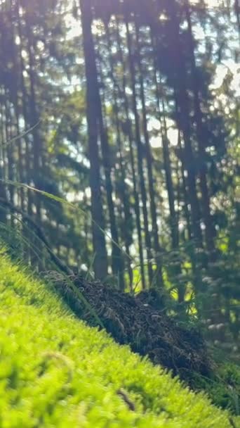 Grüner bemooster Märchenwald mit schönem Sonnenlicht, das zwischen den Bäumen scheint. Geheimnisvolle gemütliche Atmosphäre. Vertikales Video. - Filmmaterial, Video