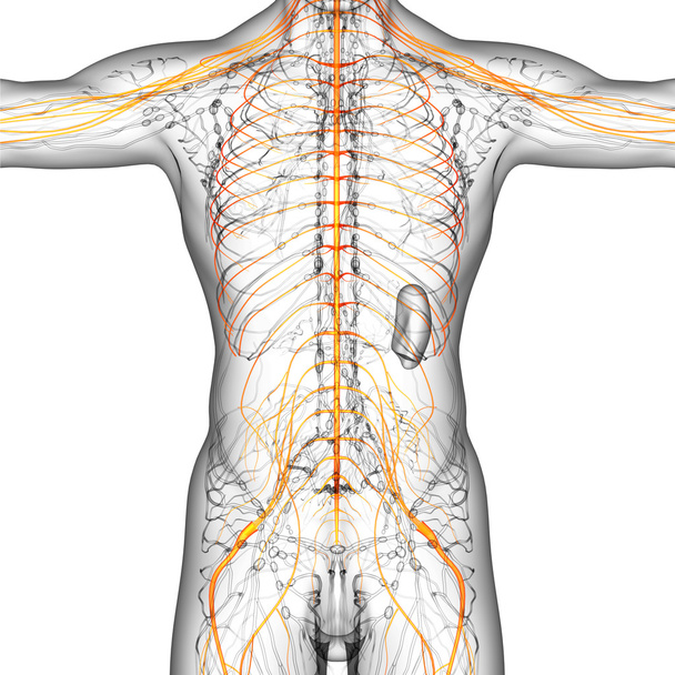 3d render medical illustration of the nerve system - Photo, Image