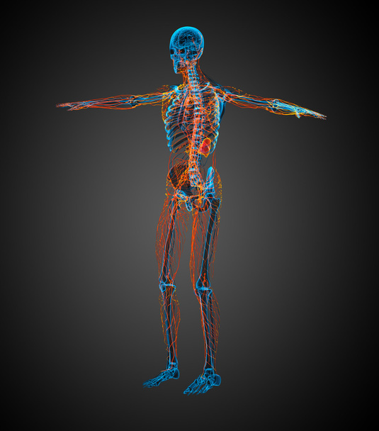 3d tornar ilustração médica do sistema linfático
 - Foto, Imagem