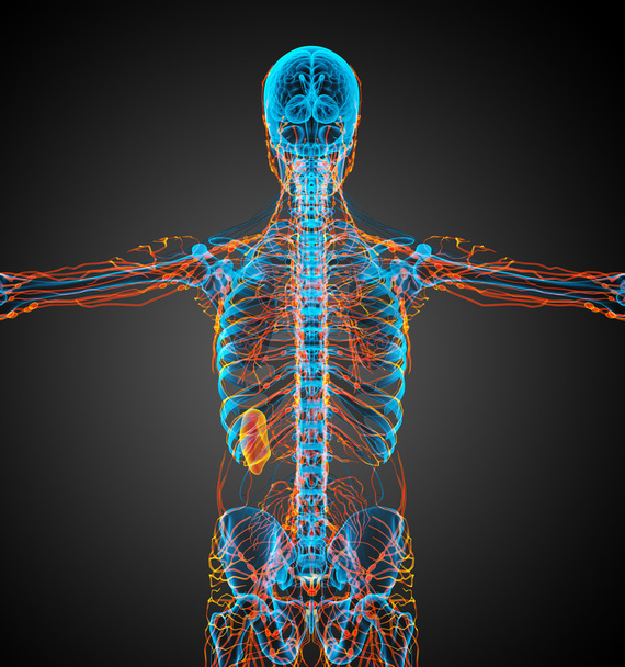 リンパ系の 3 d レンダリングの医療イラスト - 写真・画像