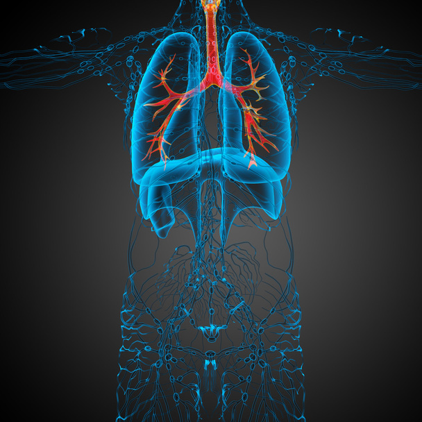 a férfi hörgők 3D orvosi illusztráció  - Fotó, kép