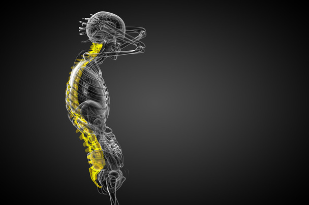 3d hacer ilustración médica de la columna vertebral humana
  - Foto, imagen