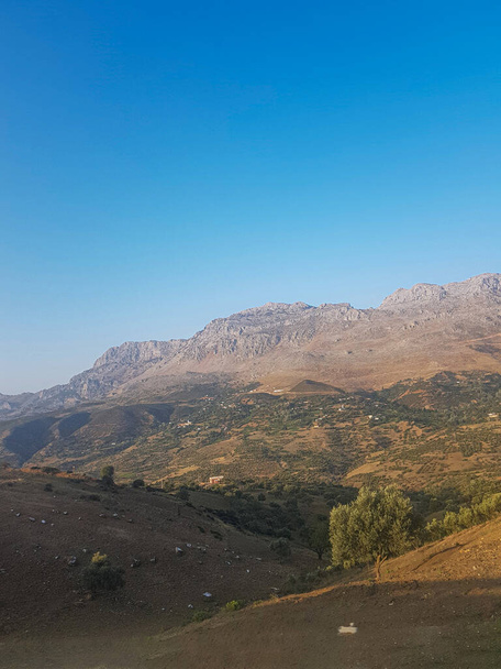 Cette image présente un paysage rural pittoresque avec des oliveraies. Les collines vallonnées sont couvertes d'oliviers verdoyants, baignés par la chaleur du soleil de l'après-midi - Photo, image