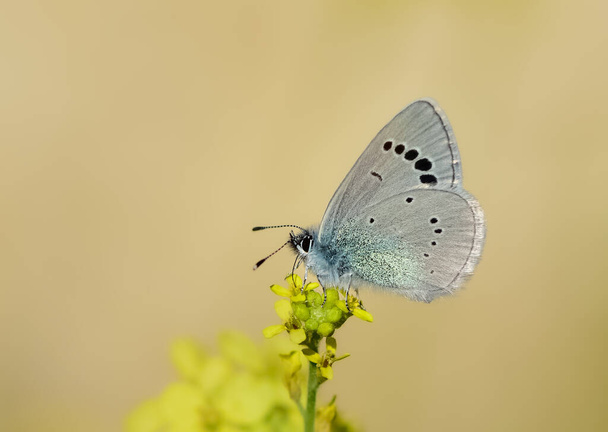 flores e borboleta na vida natural - Foto, Imagem