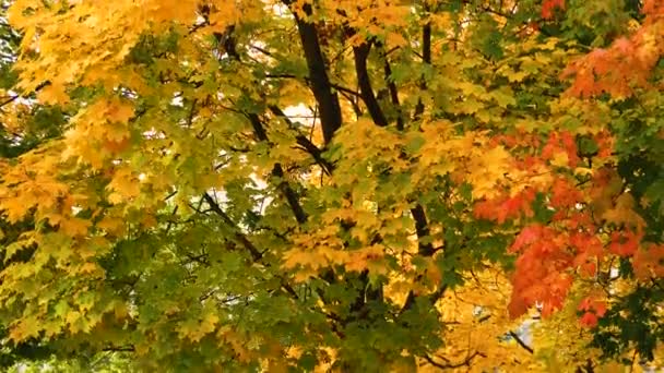 Duża jesień klon drzewo z żółtymi i czerwonymi liśćmi. Kolorowa jesień. Kolory złotej jesieni. - Materiał filmowy, wideo