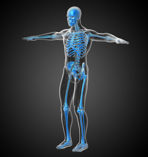 3D render ilustracja ludzki szkielet - Zdjęcie, obraz