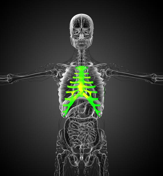 Illustration médicale du sternum et du cartilage en 3D
 - Photo, image