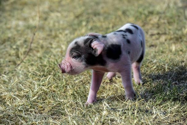Piglet newborn baby, in farm landscape. - Photo, Image