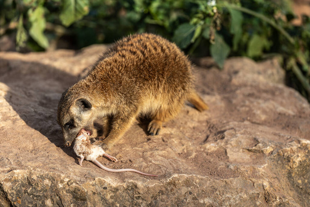 Meerkat, lat. Suricata suricatta sentado en una piedra y cenar con un ratón sabroso - Foto, imagen