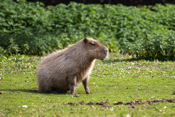 Capybara, Hydrochoerus hydrochaeris Güney Amerika 'da yaşayan bir memelidir. Dünyada yaşayan en büyük kemirgendir.. - Fotoğraf, Görsel