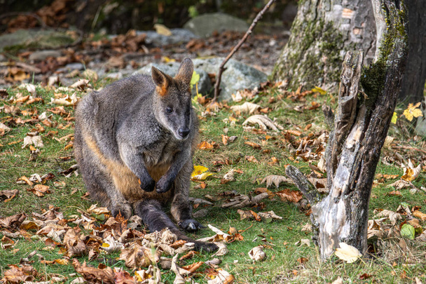 Wallaby bataklığı, Wallabia bicolor, küçük kangurulardan biridir. Bu valabi aynı zamanda siyah valabi olarak da bilinir. - Fotoğraf, Görsel