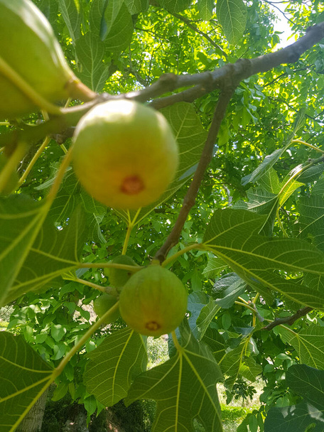This image features a juicy fig hanging from a tree. The fig is ripe and plump, with a light green skin. The leaves of the tree are a vibrant green - Photo, Image