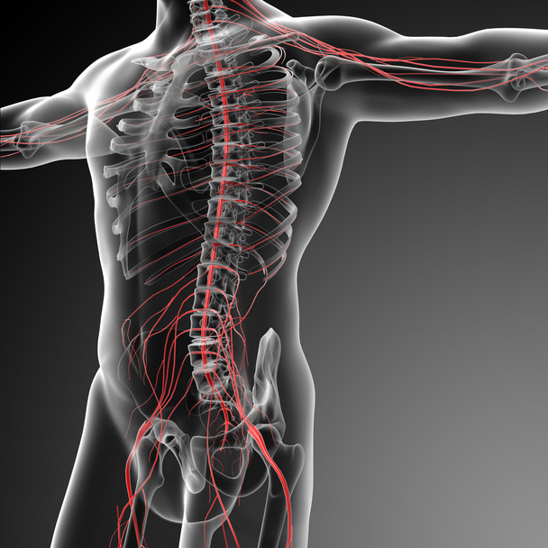 Illustrazione resa 3d del sistema nervoso maschile
 - Foto, immagini
