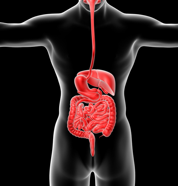 3d tornar ilustração médica do sistema digestivo humano - Foto, Imagem