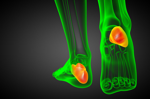 3d render medical illustration of the calcaneus bone - Photo, Image