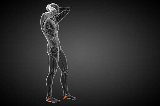 3d render medical illustration of the calcaneus bone - Photo, Image