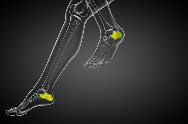 3d renderizar ilustração médica do osso do calcâneo
 - Foto, Imagem