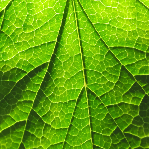 Green leaf texture. - Vektör, Görsel