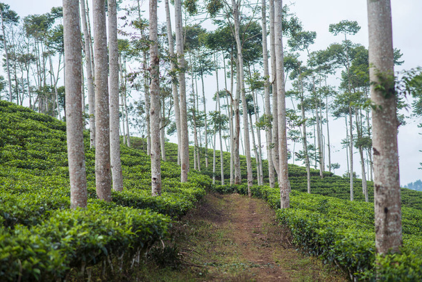 Pista de sujeira em uma plantação de chá em Cianjur Indonésia - Foto, Imagem