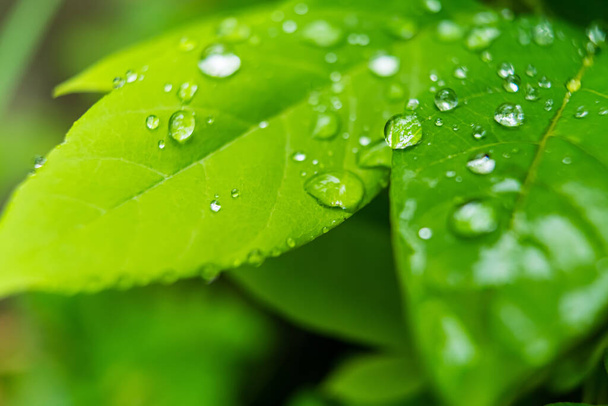 Makro lähikuva Kaunis raikas vihreä lehti pisara vettä sateen jälkeen aamulla auringonvalo luonto tausta. - Valokuva, kuva
