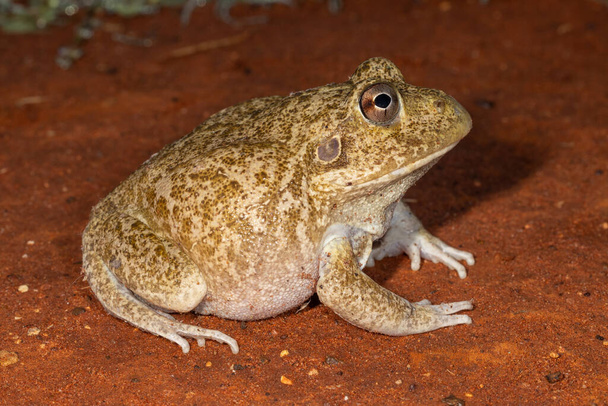 Lähikuva Australian New Holland Frog - Valokuva, kuva