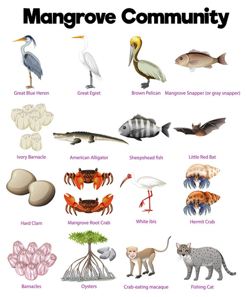 Живая мангровая экосистема, изобилующая разнообразной животной жизнью - Вектор,изображение