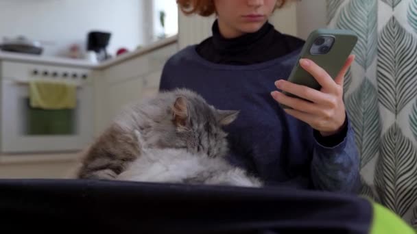 χνουδωτή οικιακή γάτα πλένεται, γλείφει τη γούνα της με τη γλώσσα της, κάθεται στην αγκαλιά έφηβος κορίτσι που χρησιμοποιεί smartphone. Άνετο περιβάλλον στο σπίτι, φιλία με το κατοικίδιο ζώο, περνώντας χρόνο μαζί - Πλάνα, βίντεο